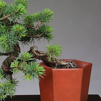 Amazon.co.jp: 八房五葉松『葵』実生 小品盆栽【泰寿園 Online